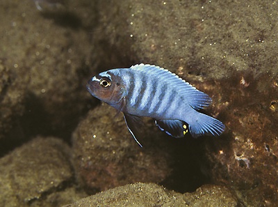 Pseudotropheus sp. 'polit tumbi' Tumbi Point